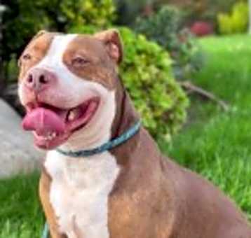 Photo of Canelo