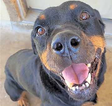 Photo of Sweetie