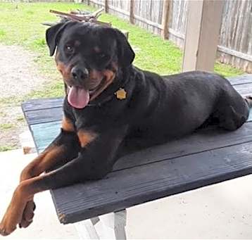 Photo of Max