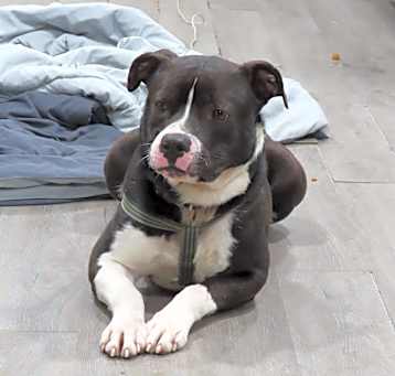 Photo of Duke