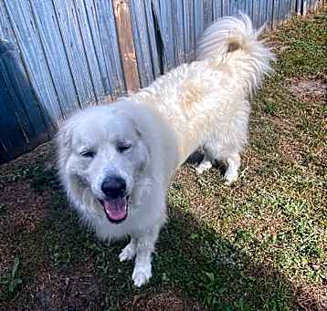 Photo of Oscar