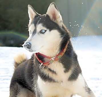 Photo of Sasha