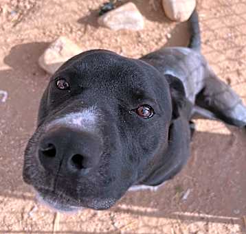 Photo of Bruno