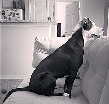 Photo of Wacha