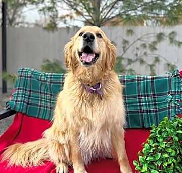 Photo of Penny