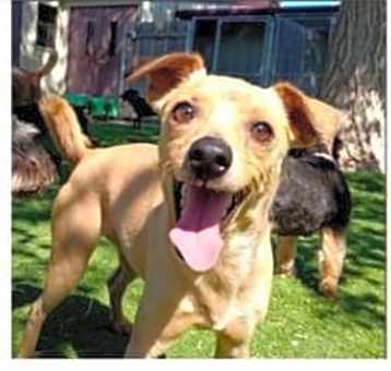 Photo of Blitzen
