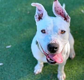 Photo of Daisy