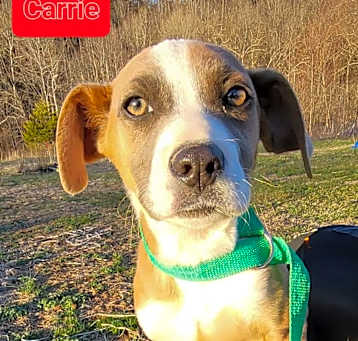 Photo of Carrie