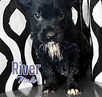 Photo of River
