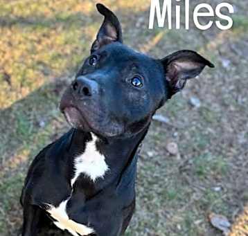 Photo of Miles