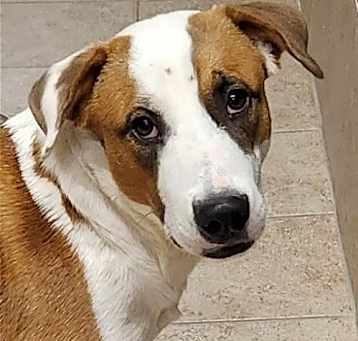 Photo of Marigold