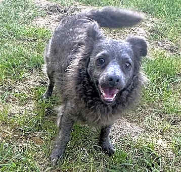 Photo of Shadow