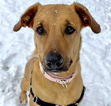 Photo of Sarabi