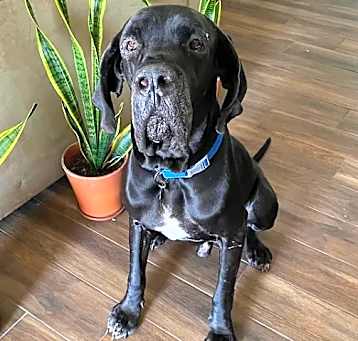 Photo of Apollo