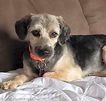 Photo of Toby
