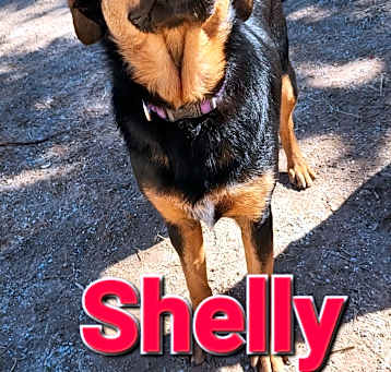 Photo of Shelly