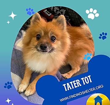 Photo of Tater Tot