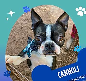 Photo of Cannoli