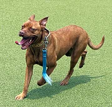 Photo of Cinnamon