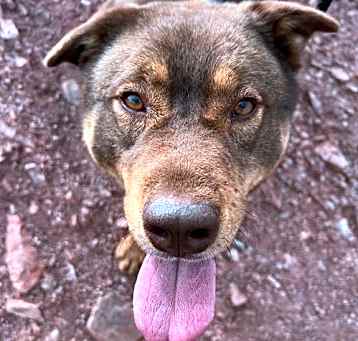 Photo of Bear (Courtesy post)
