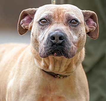 Photo of Ivory