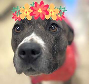 Photo of Missy