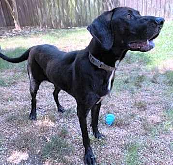 Photo of Marley