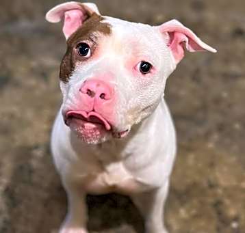Photo of Comet