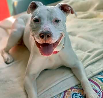 Photo of Buttercup