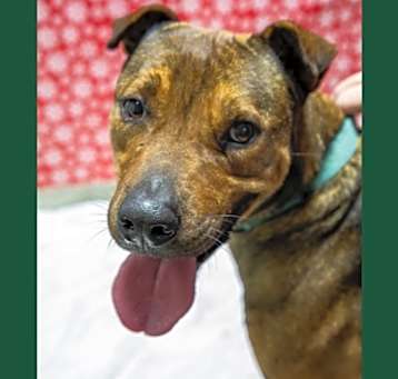 Photo of Butch