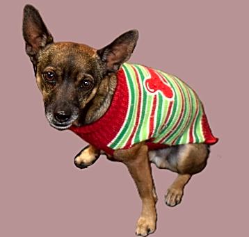 Photo of Brownie