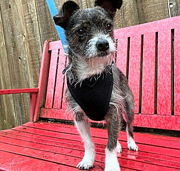 Photo of Pippa