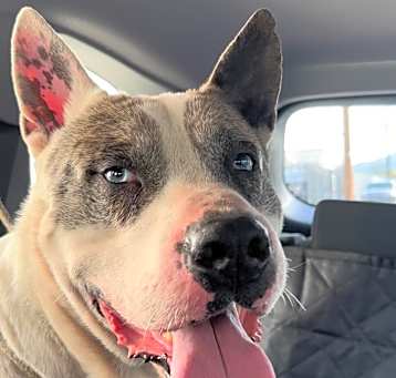 Photo of Sweet Romeo