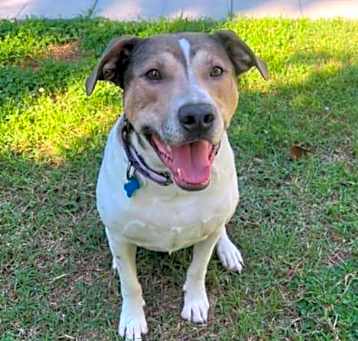 Photo of Dodger
