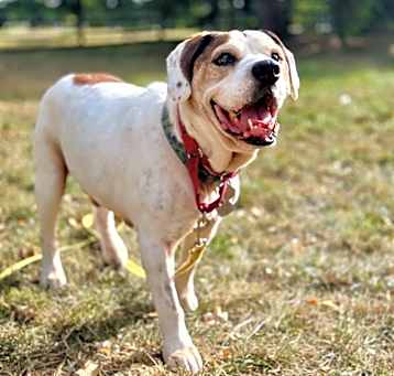 Photo of Basil