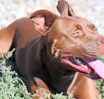 Photo of Atticus