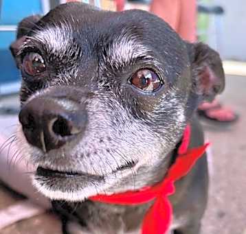Photo of Max - Adopt Me!