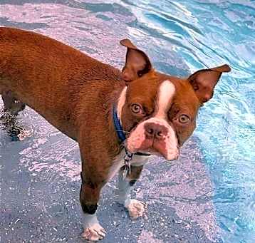 Photo of Buster