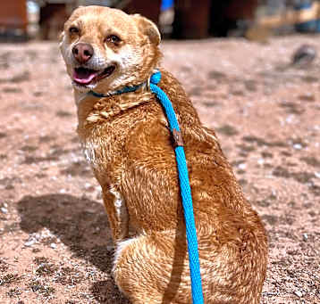 Photo of Sharp Shooter