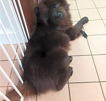 Photo of HARLEY