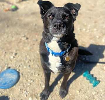 Photo of Licorice
