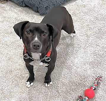 Photo of Bella