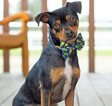 Photo of Barkley