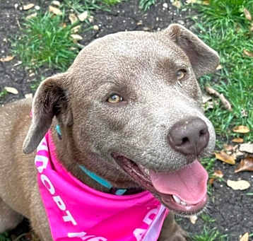 Photo of Snickers