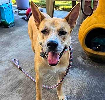 Photo of Miss Josey Joe - In Foster Care