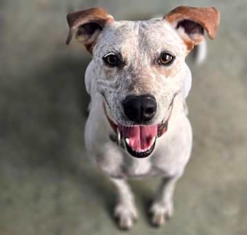 Photo of Hunter