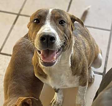 Photo of Brutus