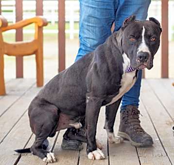 Photo of Adonis