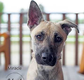 Photo of Miracle