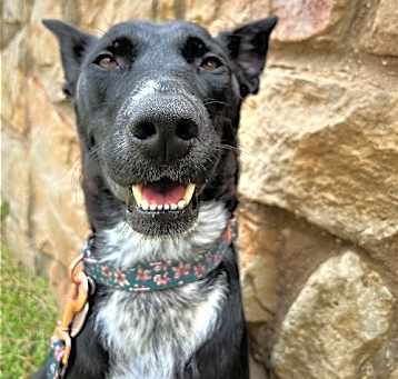 Photo of Dahlia